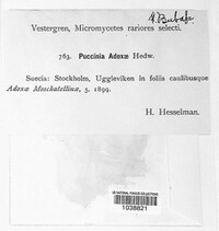 Puccinia adoxae image